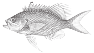 Odontanthias unimaculatus (單斑齒花鮨)-資源代表圖