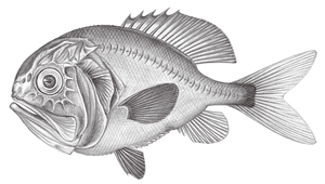 Hoplostethus melanopus (黑首胸燧鯛)縮圖