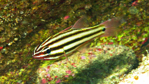 Ostorhinchus angustatus (寬帶鸚天竺鯛)縮圖