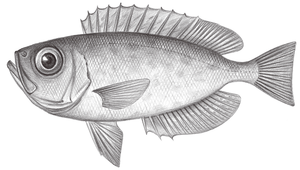 Priacanthus fitchi (深水大眼鯛)