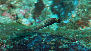 Anampses melanurus (烏尾阿南魚)