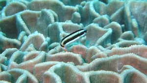 Thalassoma amblycephalum (鈍頭錦魚)