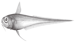 Hymenocephalus longiceps (長頭膜首鱈)-資源代表圖