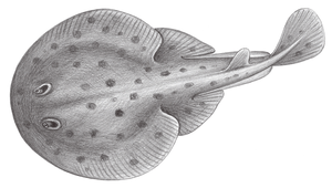 Narke japonica (日本單鰭電鱝)