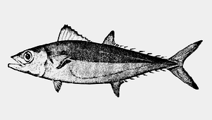 Grammatorcynus bilineatus (大眼雙線鯖)