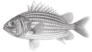 Ostichthys kaianus (白線骨鱗魚)縮圖