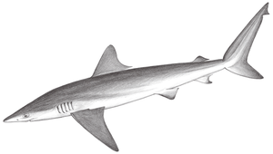 Carcharhinus brachyurus (短尾真鯊)縮圖