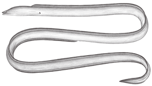 Strophidon sathete (長鯙)縮圖