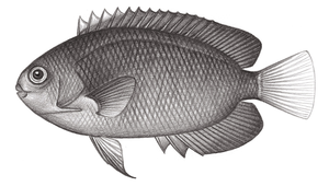 Centropyge fisheri (費氏刺尻魚)