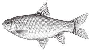 Onychostoma barbatulum (臺灣白甲魚)