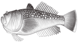 Uranoscopus chinensis (中華鰧)
