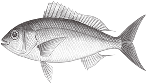 Pristipomoides sieboldii (希氏姬鯛)