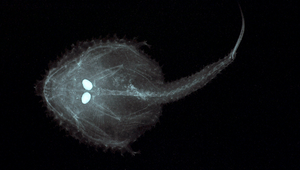 Halieutopsis margaretae (馬格瑞擬棘茄魚)