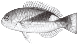 Choerodon jordani (喬氏豬齒魚)