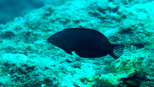 Macropharyngodon negrosensis (黑大咽齒鯛)