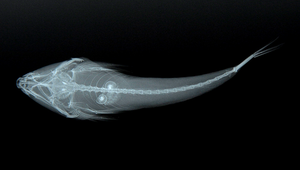 Callionymus planus (扁䲗)
