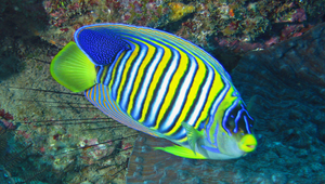 Pygoplites diacanthus (雙棘甲尻魚)
