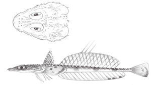 Hoplichthys gilberti (吉氏針鯒)