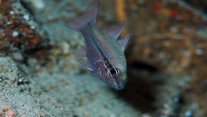 Pristiapogon exostigma (單線鋸天竺鯛)
