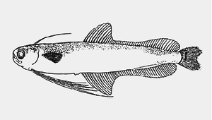 Bregmaceros nectabanus (銀腰海鰗鰍)