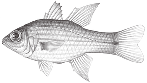 Ostorhinchus chrysotaenia (黃體鸚天竺鯛)