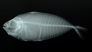 Photopectoralis aureus (金黃光胸鰏)