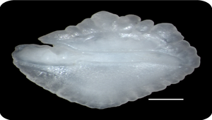 Evynnis tumifrons (黃鋤齒鯛)