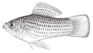 Poecilia velifera (帆鰭花鱂)