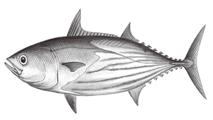 Katsuwonus pelamis (正鰹)