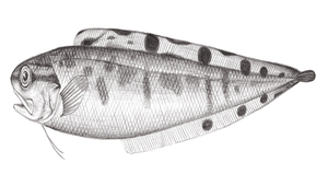 Neobythites stigmosus (多斑新鼬魚)
