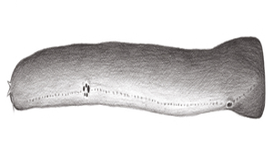 Eptatretus yangi (楊氏黏盲鰻)縮圖