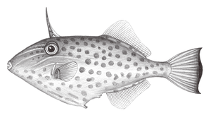 Thamnaconus hypargyreus (圓腹短角單棘魨)