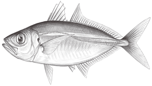 Selar crumenophthalmus (脂眼凹肩鰺)縮圖