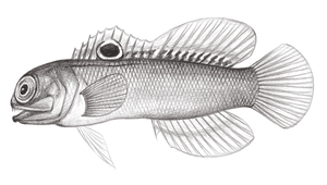 Stalix sheni (沈氏叉棘魚)縮圖