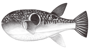 Takifugu rubripes (紅鰭多紀魨)