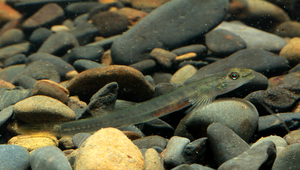 Smilosicyopus leprurus (糙體銳齒鰕虎)縮圖