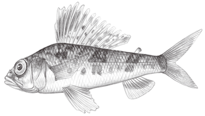 Hime japonica (日本姬魚)縮圖