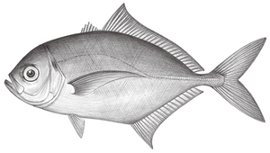 Uraspis uraspis (白口尾甲鰺)
