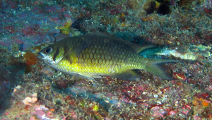 Chromis weberi (魏氏光鰓雀鯛)縮圖