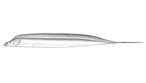 Trichiurus japonicus (日本帶魚)-資源代表圖