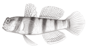 Amblyeleotris steinitzi (史氏鈍塘鱧)縮圖