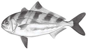 Seriolina nigrofasciata (小甘鰺)縮圖