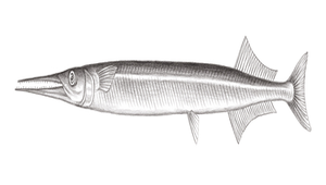 Strongylura anastomella (尖嘴圓尾鶴鱵)縮圖