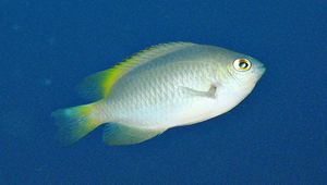 Pomacentrus lepidogenys (頰鱗雀鯛)縮圖