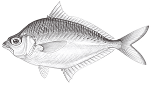 Leiognathus equulus (短棘鰏)縮圖