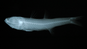 Epigonus denticulatus (細身深海天竺鯛)縮圖