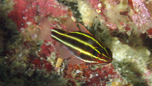 Ostorhinchus nigrofasciatus (黑帶鸚天竺鯛)縮圖