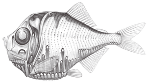 Polyipnus spinifer (頭棘燭光魚)縮圖