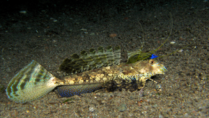 Dactylopus dactylopus (指鰭䲗)縮圖