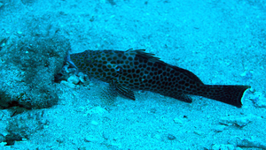 Epinephelus areolatus (寶石石斑魚)-資源代表圖